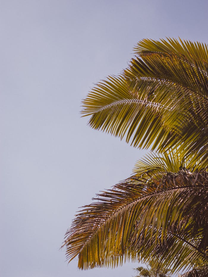 Palmera Lush palm leaves in a tropical paradise with a vibrant blue sky. Perfect for travel and nature themes.